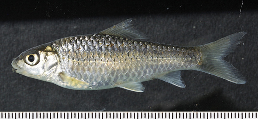 (Varicorhinus Rüppell, 1835) Род ХРАМУЛИ 37 видов